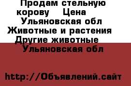 Продам стельную корову. › Цена ­ 70 - Ульяновская обл. Животные и растения » Другие животные   . Ульяновская обл.